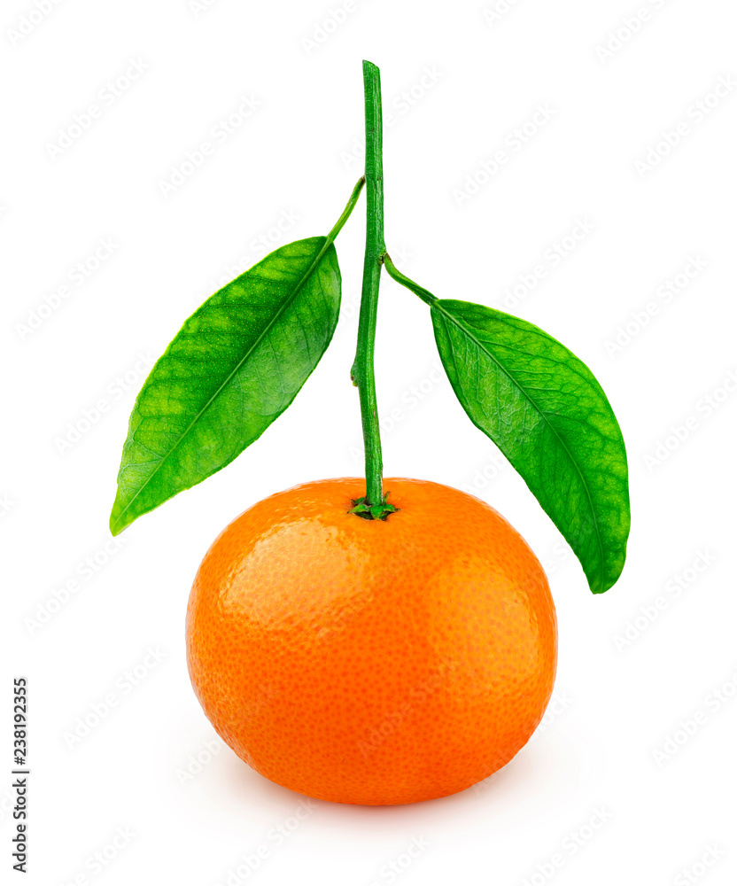 白底孤立的一整枝柑橘或橘子