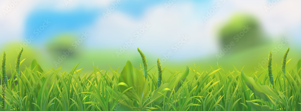 Spring landscape. Green grass vector illustration