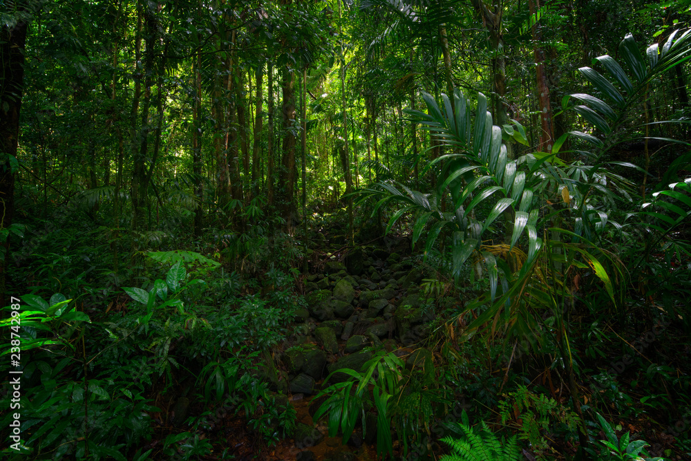 亚洲热带雨林