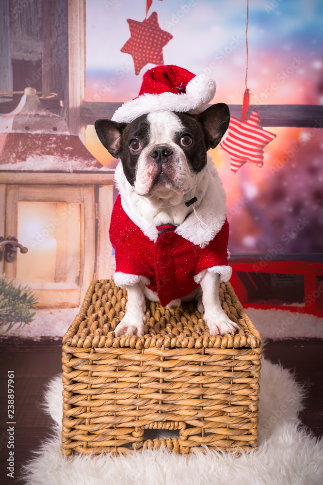 法国斗牛犬在圣诞节穿着圣诞老人服装摆姿势