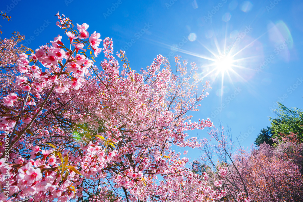 春日樱花树，阳光明媚，樱花绽放蓝天