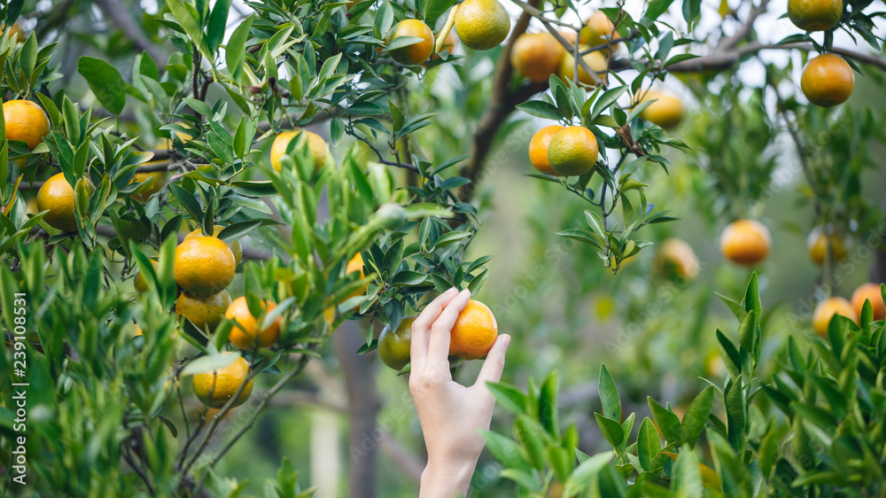妇女在树上亲手采摘成熟的橙子