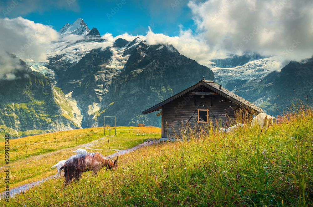 山羊在阿尔卑斯山上吃草，格林德瓦尔德，瑞士，欧洲