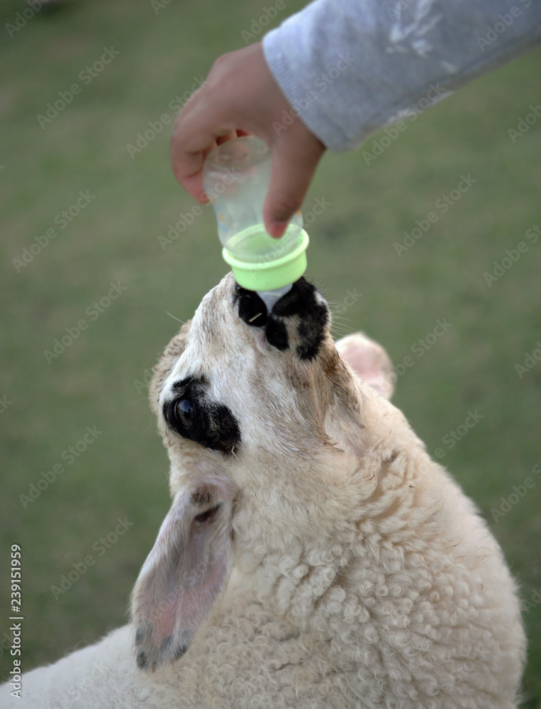 Feeding Baby Goat