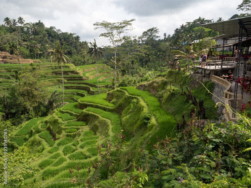 2018年11月，印度尼西亚巴厘岛乌布市Tegalalang村附近美丽的水稻梯田。