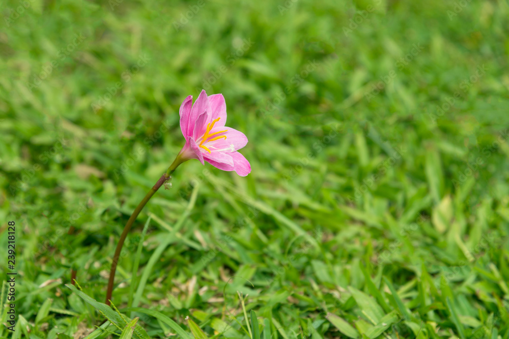 粉色的睡莲独自生长在绿草上。