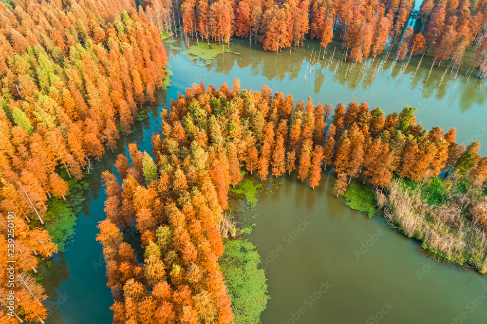 自然公园里五彩缤纷的秋色森林和宁静的湖景，鸟瞰图