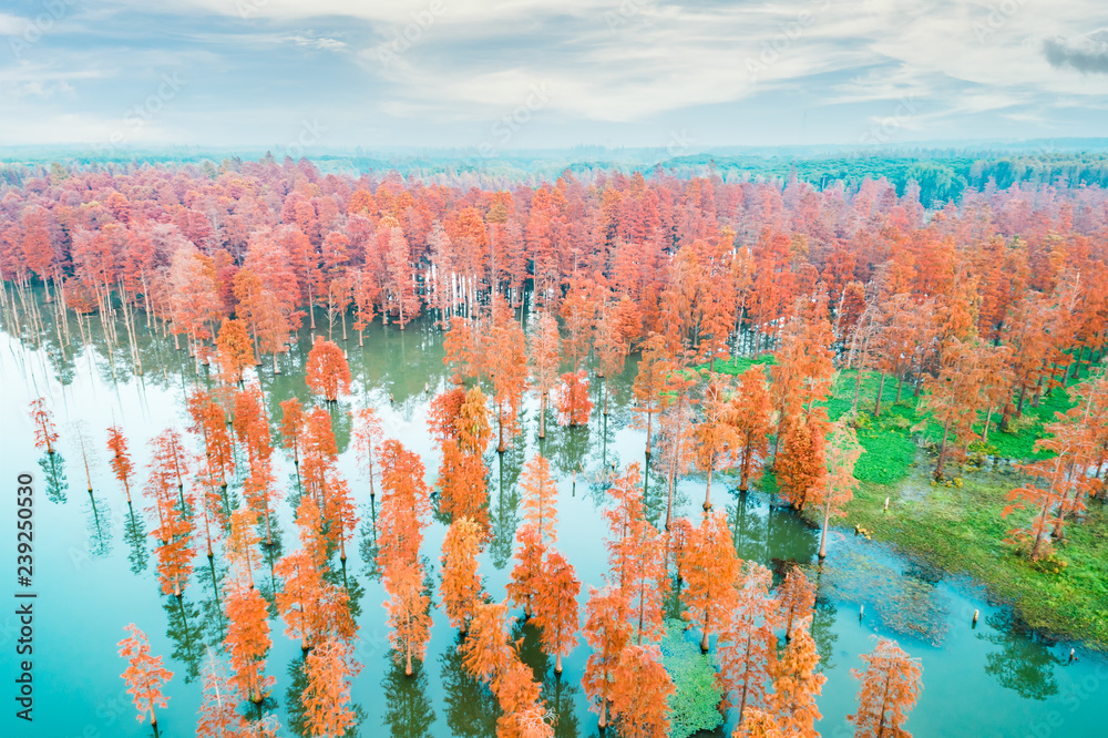 自然公园里五彩缤纷的秋色森林和宁静的湖景，鸟瞰图