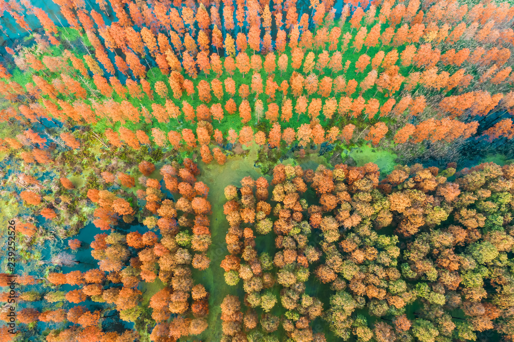秋季森林空中无人机视图