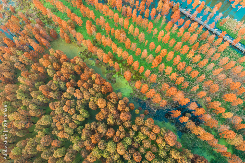Colorful autumn forest in wetland park,aerial view