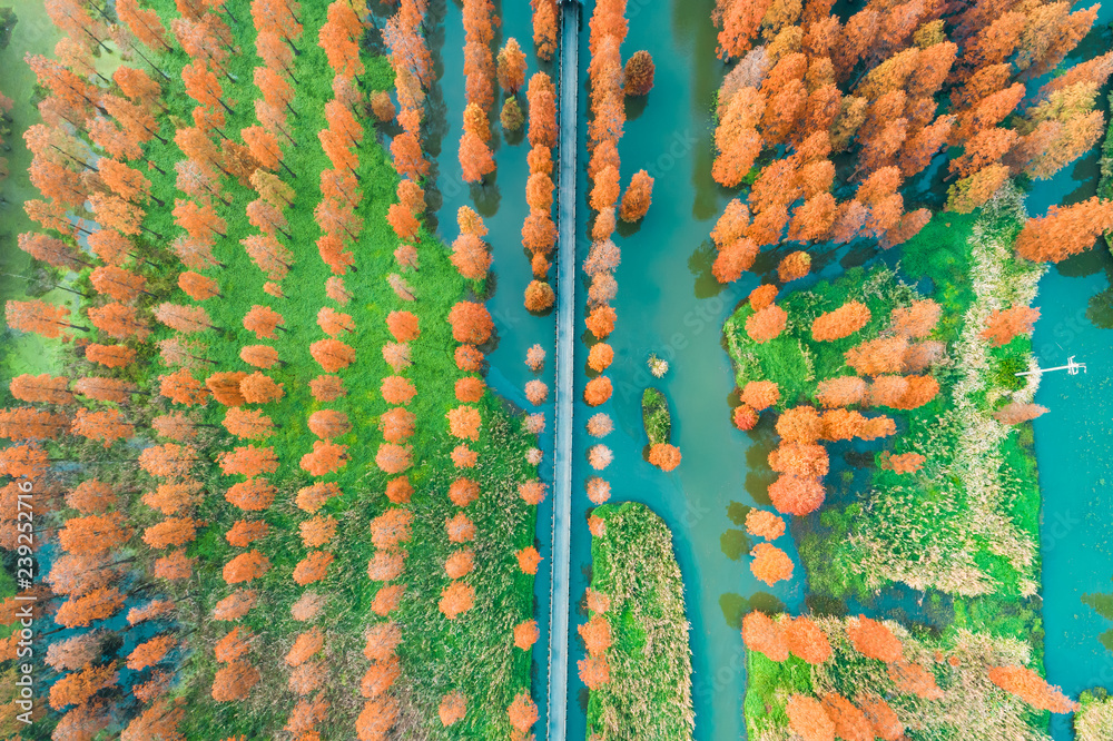 湿地公园七彩秋林，鸟瞰图