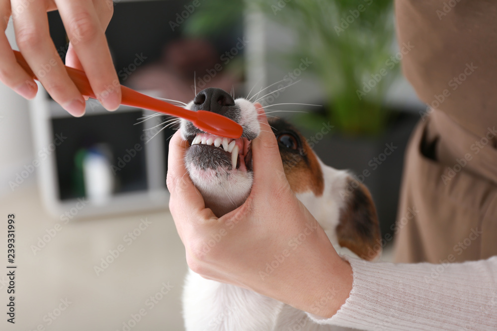 女美容师在沙龙给狗狗刷牙