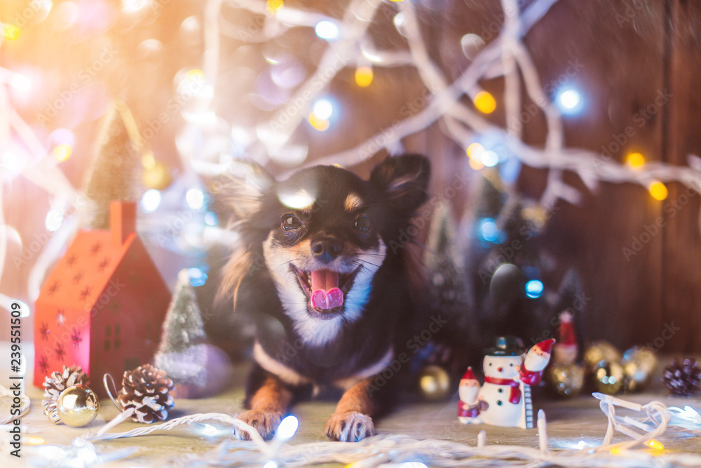可爱的吉娃娃狗，带着浅色装饰装饰圣诞节日背景