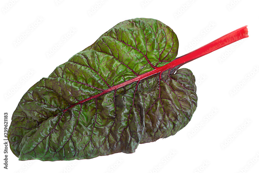 Chard leaf closeup