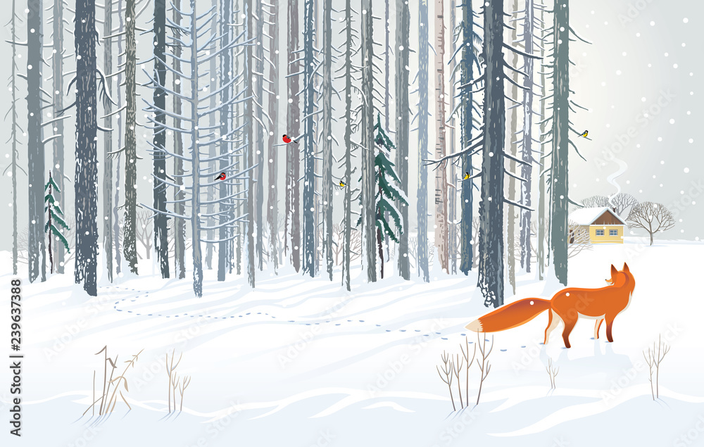 Winter forest landscape with a hungry fox looking out of the woods towards a man’s dwelling.