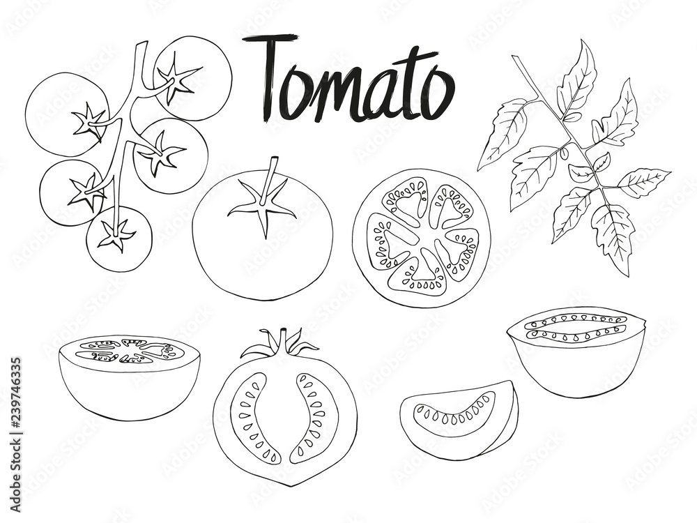 一套手绘番茄。单色。独立图像。矢量插图。