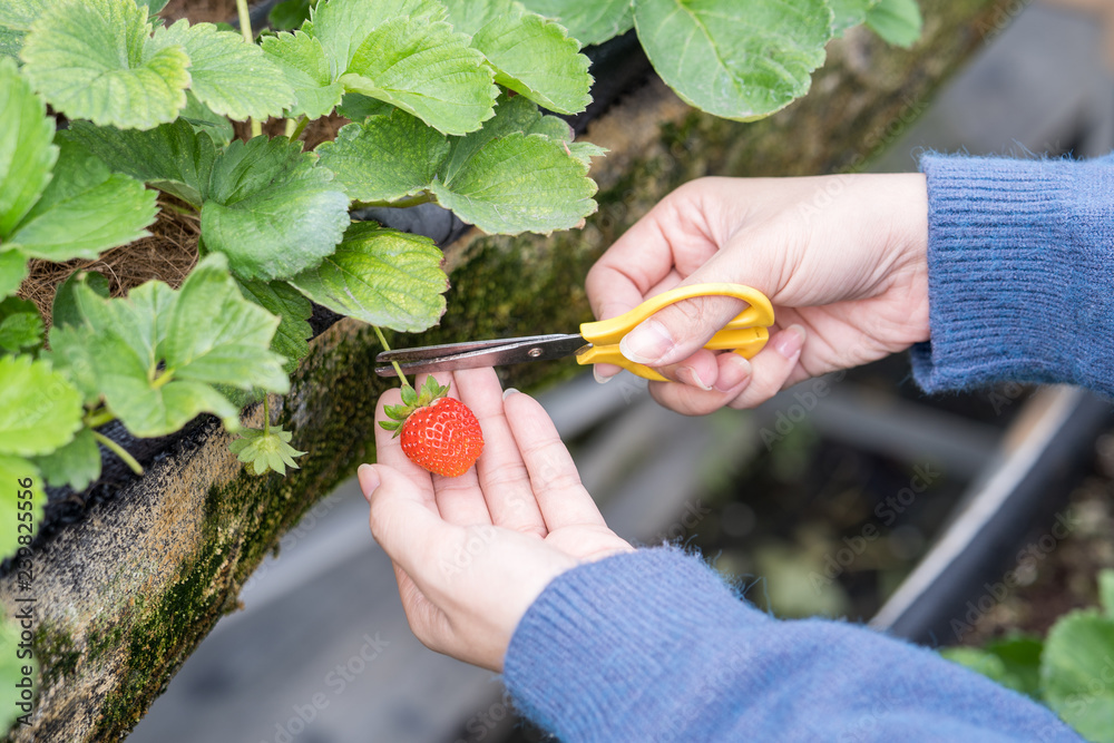 一名年轻女子在花园里用剪刀采摘新鲜的时令草莓，有机果的概念