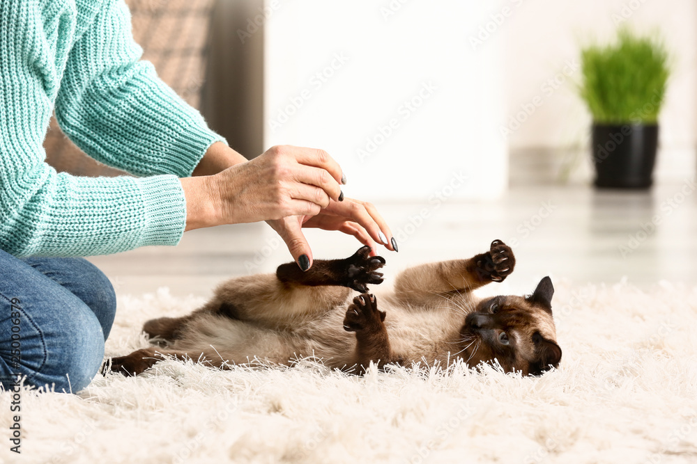 可爱有趣的泰国猫在家和主人玩耍