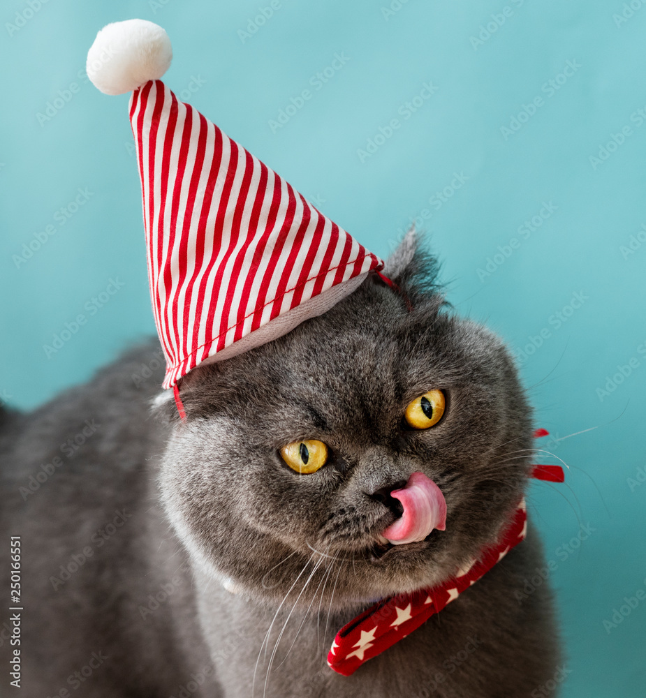 苏格兰折叠猫戴红色蝴蝶结庆祝圣诞节