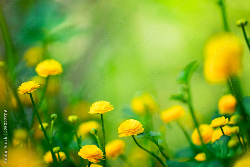 绿色背景下的黄色春花
