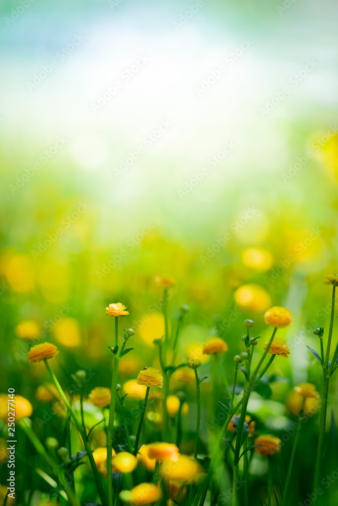绿色草地背景上的黄色春花