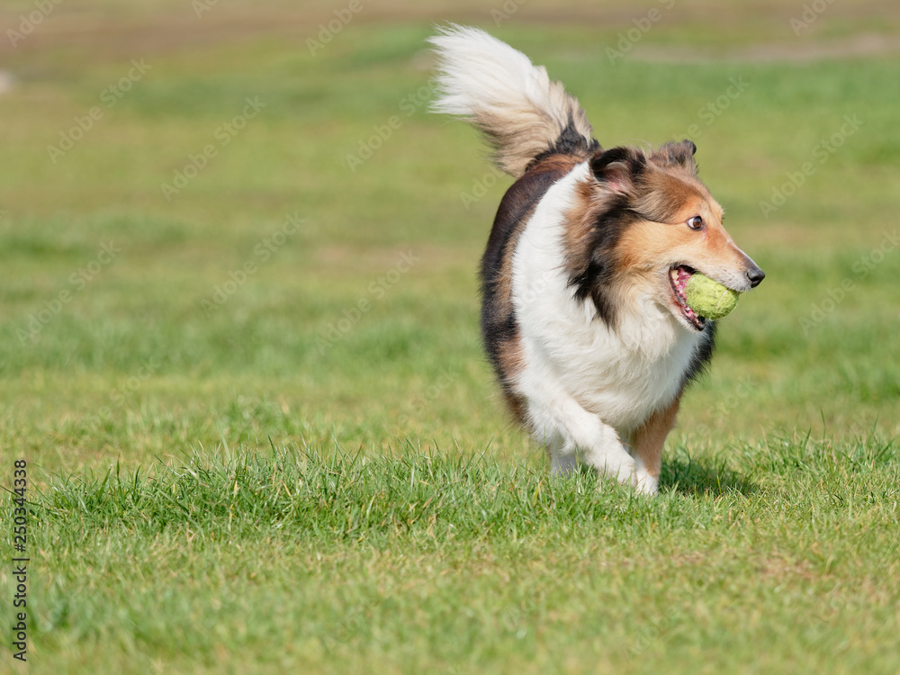快乐的宠物狗在绿草草坪上踢球，顽皮的设得兰牧羊犬取回球