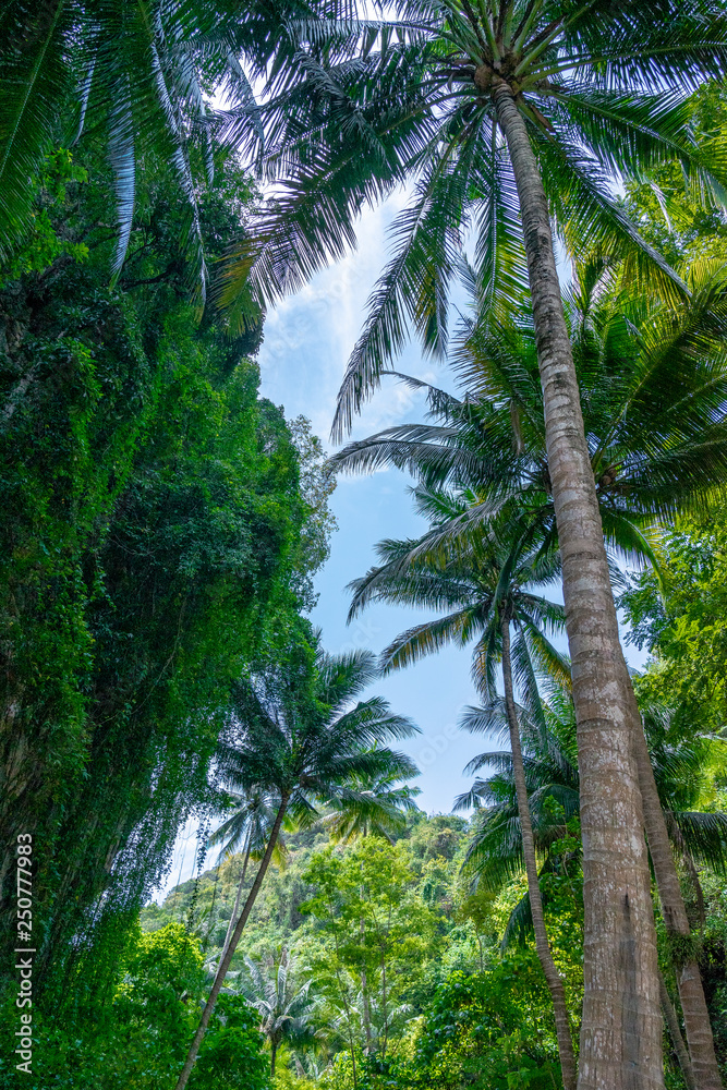 泰国甲米岛森林中的一棵椰子树。