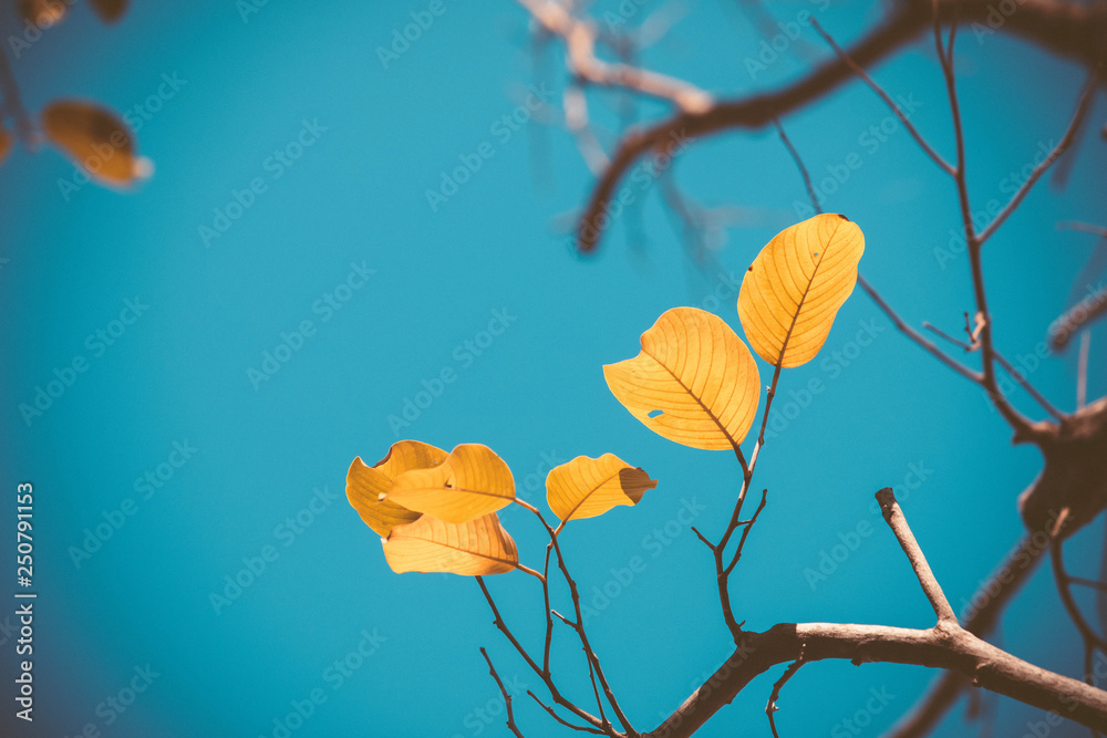 Tree branch,Fresh leaves on the tree, beautiful sky background,Leaves in autumn,close up leaves in s