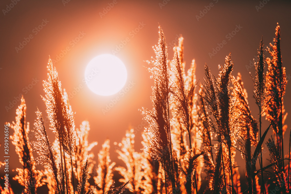 日落阳光下美丽的干草。太阳升起在野生植物之上。日出时的大自然