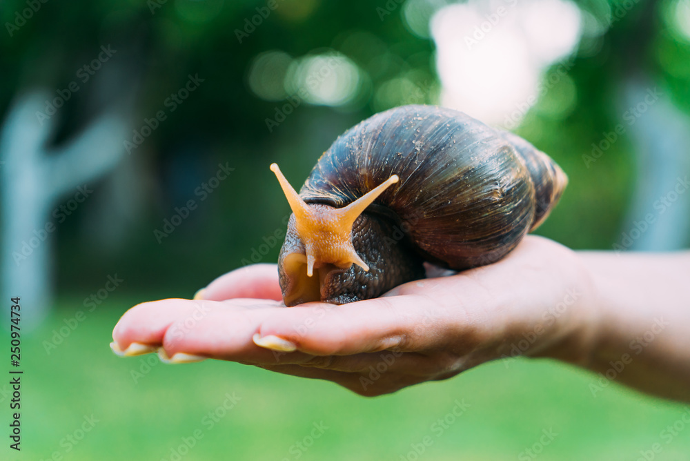 Snail on the palm of a woman. Human hand holds a snail in the palm in the street in the summer.