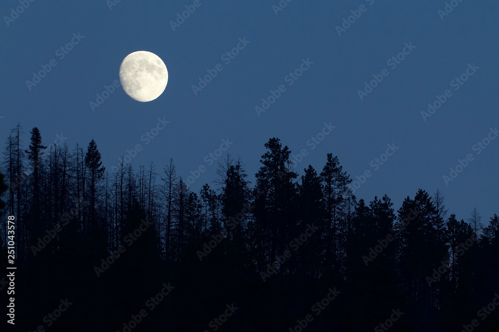 月亮从美国/加拿大边境附近太平洋西北部森林的树梢升起