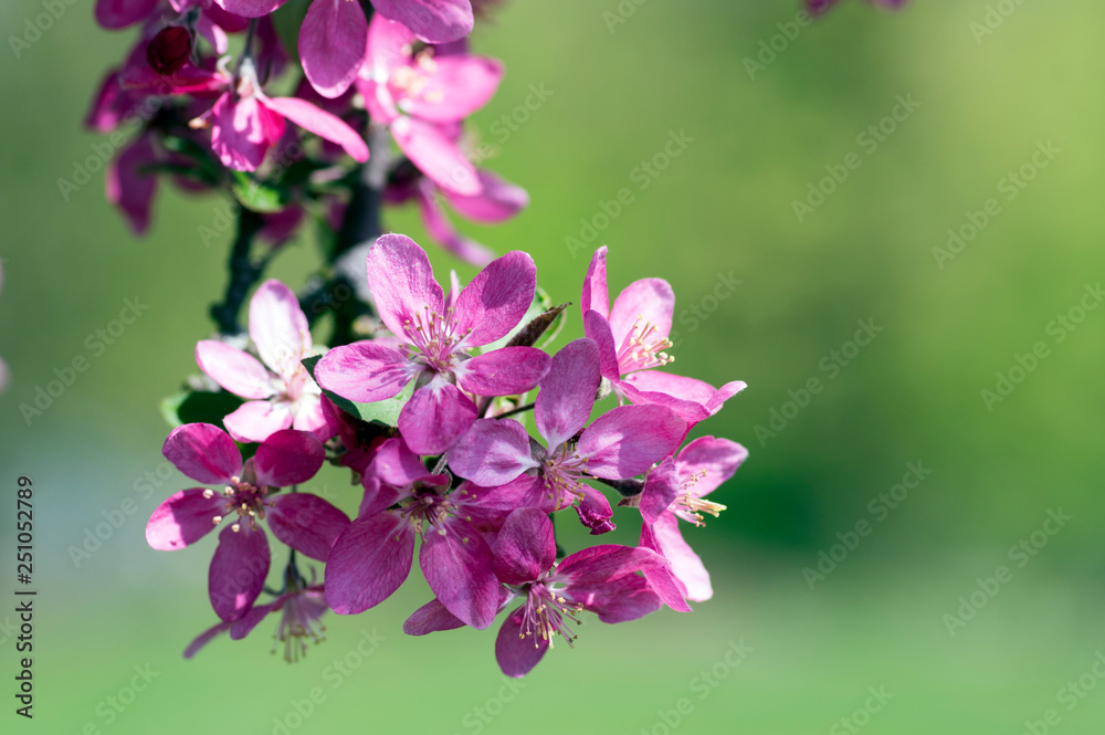 锦葵，观赏苹果树，春天，树枝上开紫粉色的花