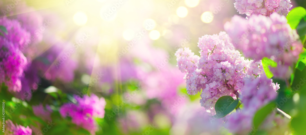 丁香春花束紫罗兰艺术设计背景。花园里盛开的紫罗兰紫丁香花