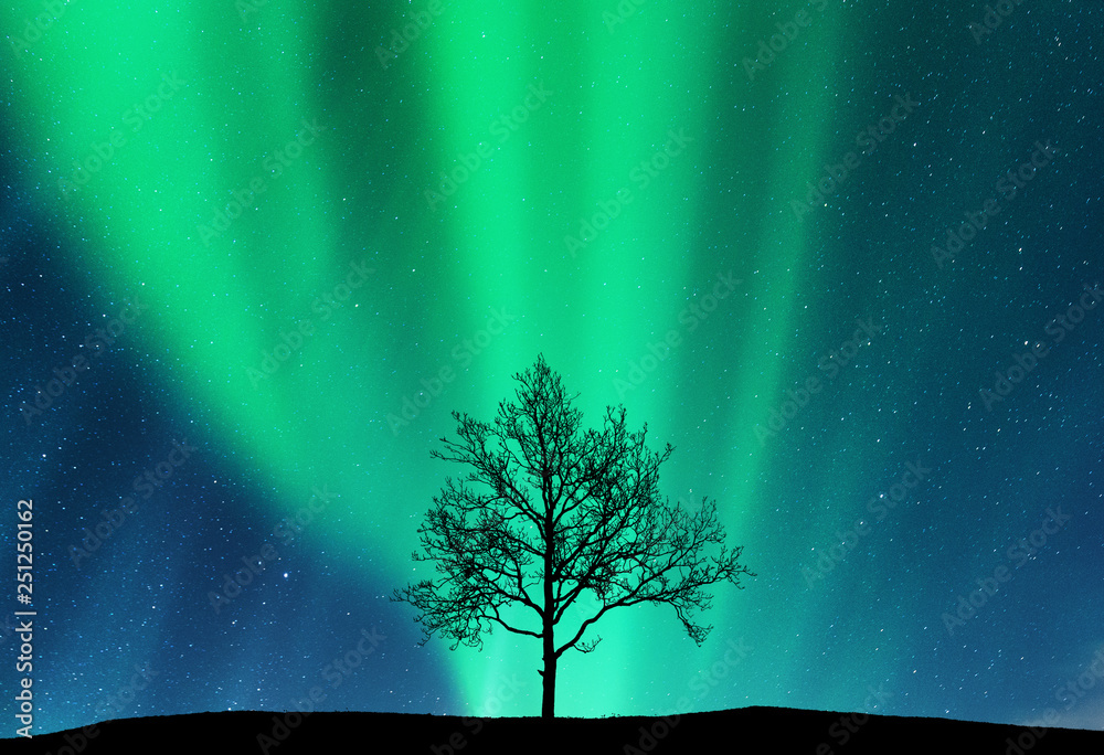北极光和山上树的轮廓。极光。北极光。天空中有星星和