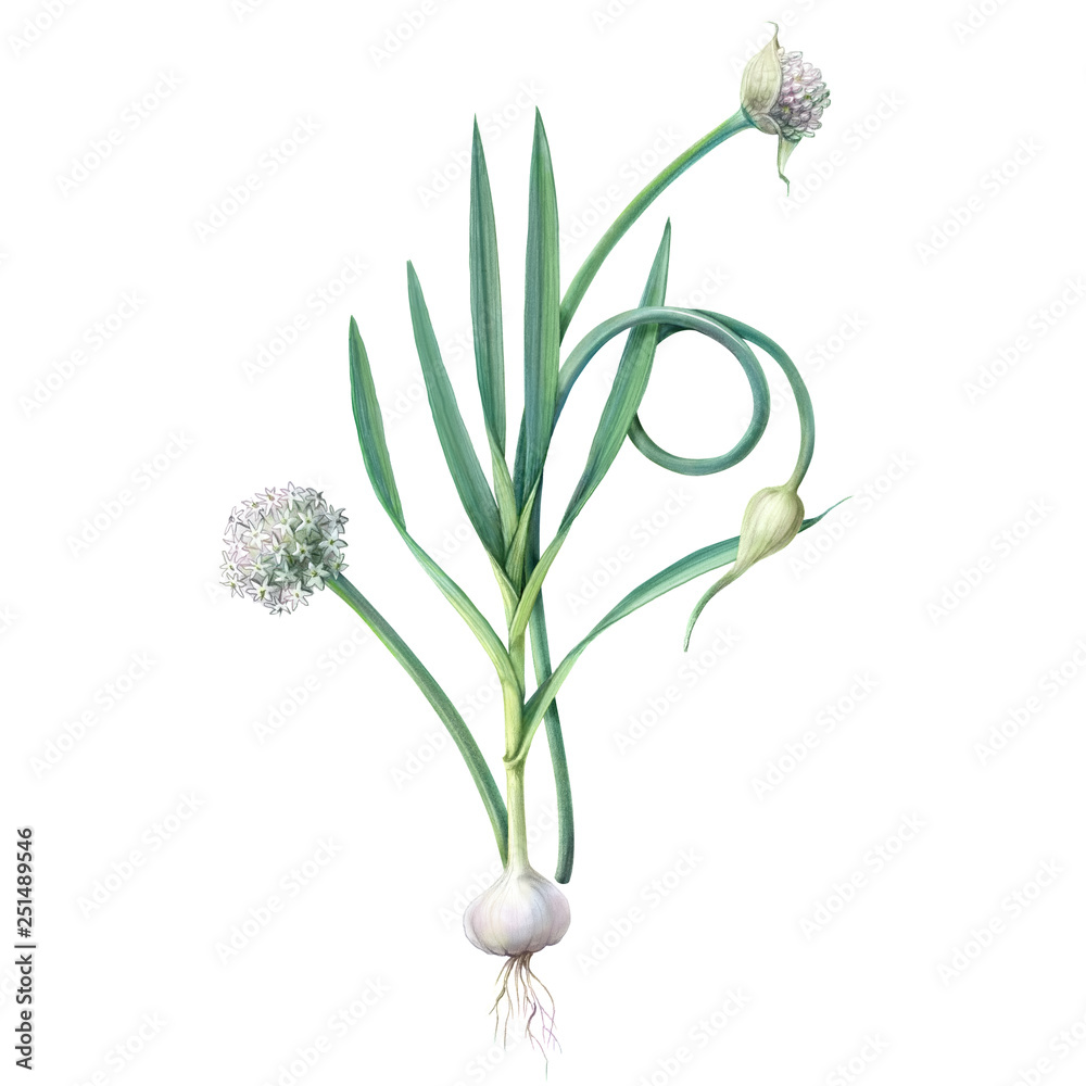 白色隔离大蒜植物铅笔插图