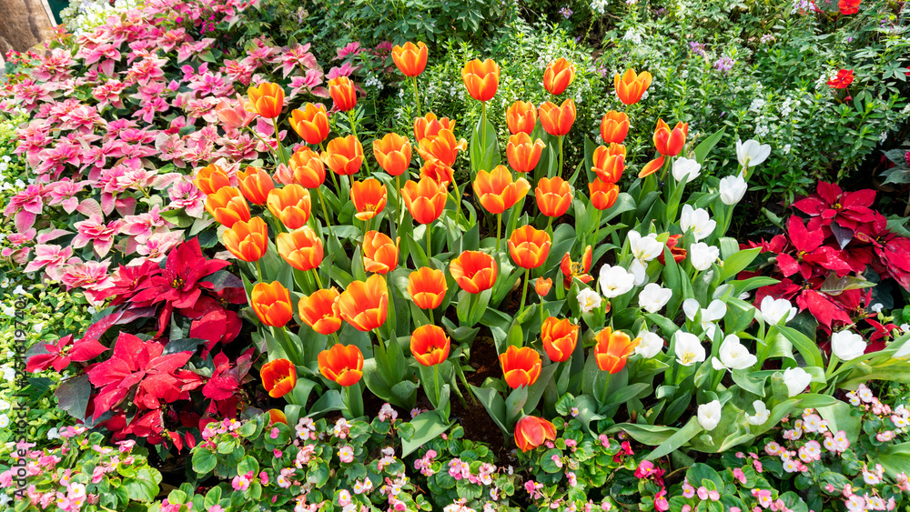 春天花园里美丽多彩的郁金香，美丽的自然背景
