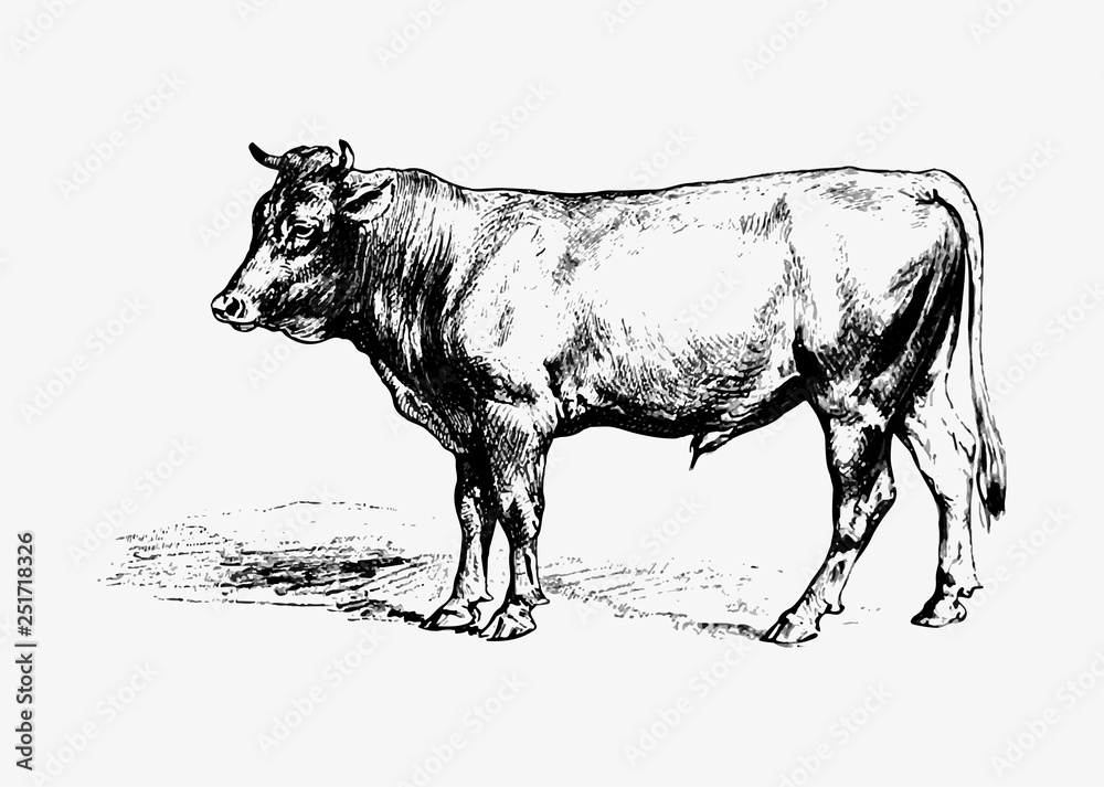公牛复古绘画
