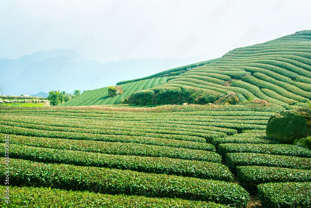 美丽的茶园鳞次栉比，蓝天白云，茶产品的设计理念