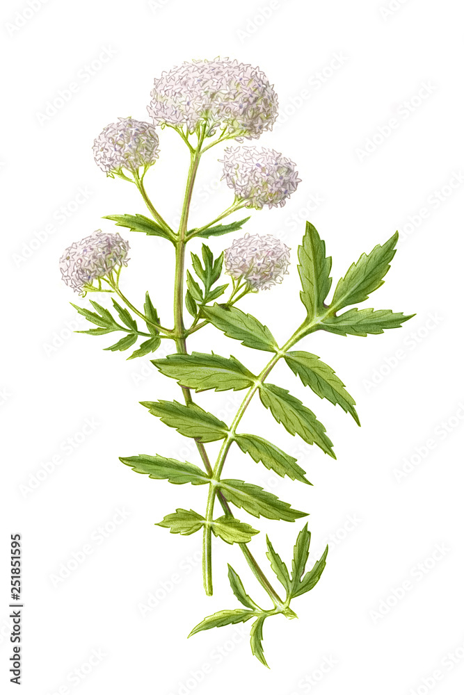 Valerian Pencil Drawing Isolated on White（缬草白色隔离铅笔画）