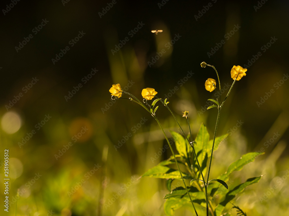 Сreeping buttercup in the sunset light. Nature background