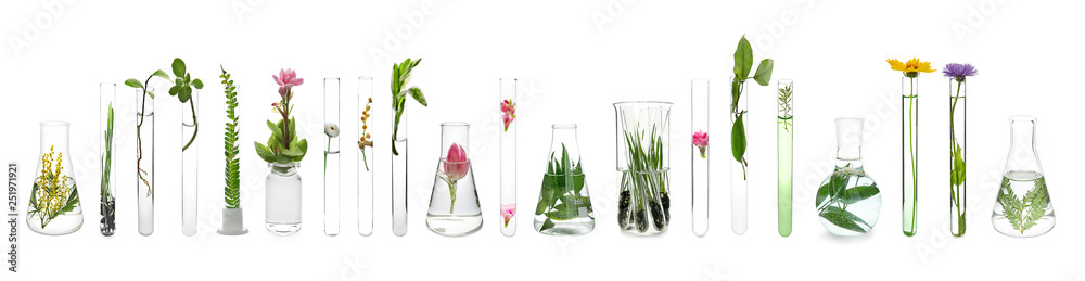 白底植物实验室玻璃器皿