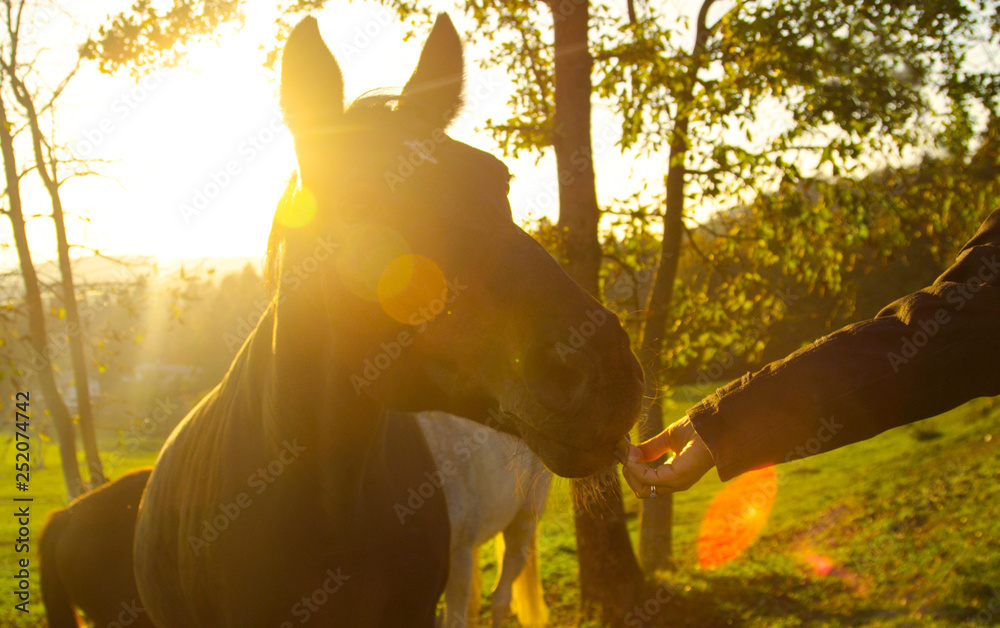 特写：可爱的棕色老马在阳光明媚的夜晚被一位女士款待。