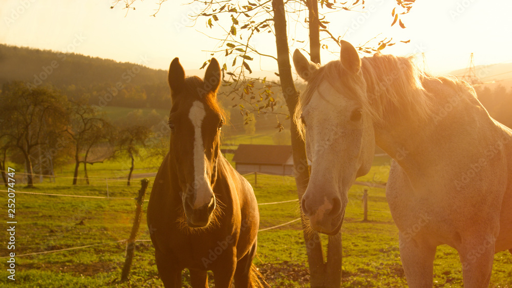 CLOSE UP: Beautiful brown and white senior horses standing in the sunlit meadow.