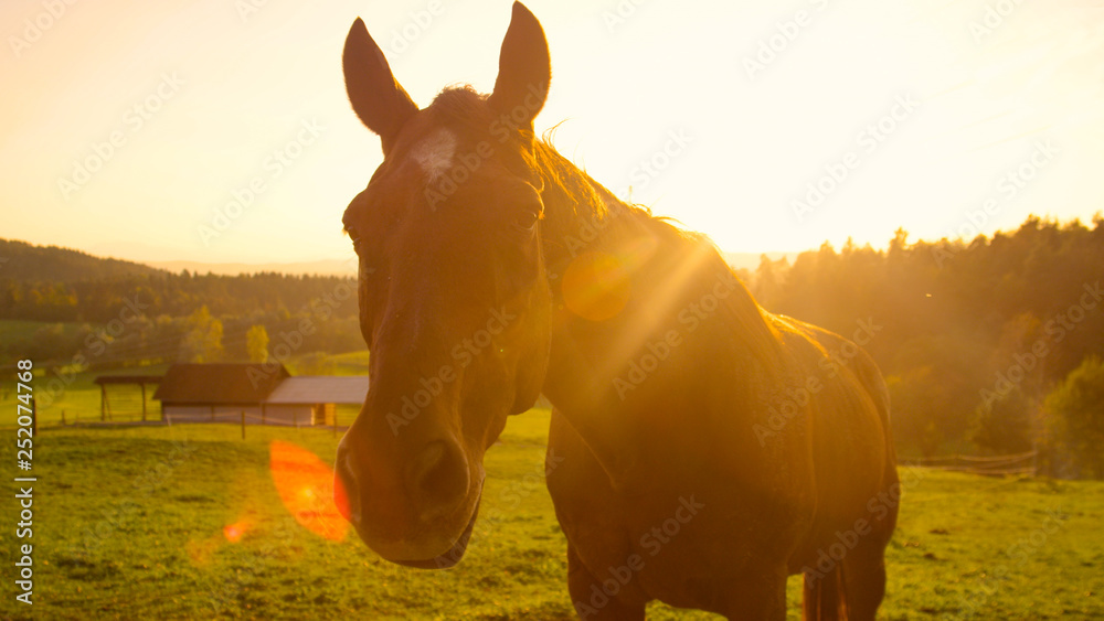 PORTRAIT: Cute shot of a playful brown horse looking at the camera at sunset.