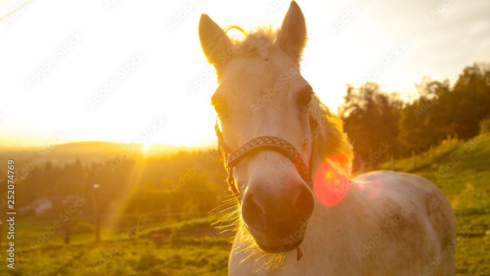 镜头闪耀，葡萄牙：好奇的老白马在日落时看着镜头。