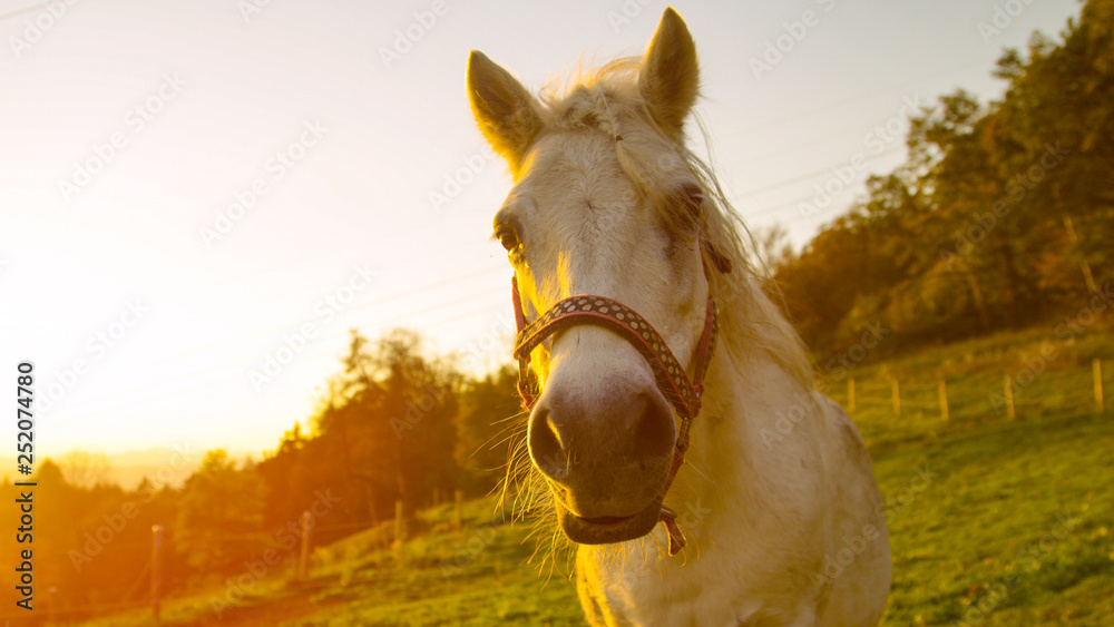 镜头闪光：美丽的白色小马在阳光明媚的夏日早晨看着镜头
