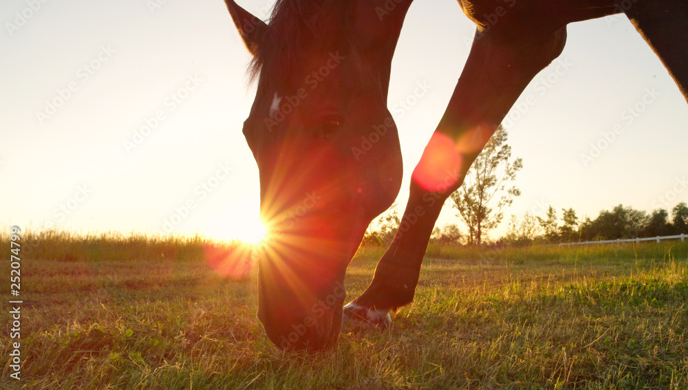 CLOSE UP: Adorable adult brown horse grazing in the sunlit pasture at sunrise