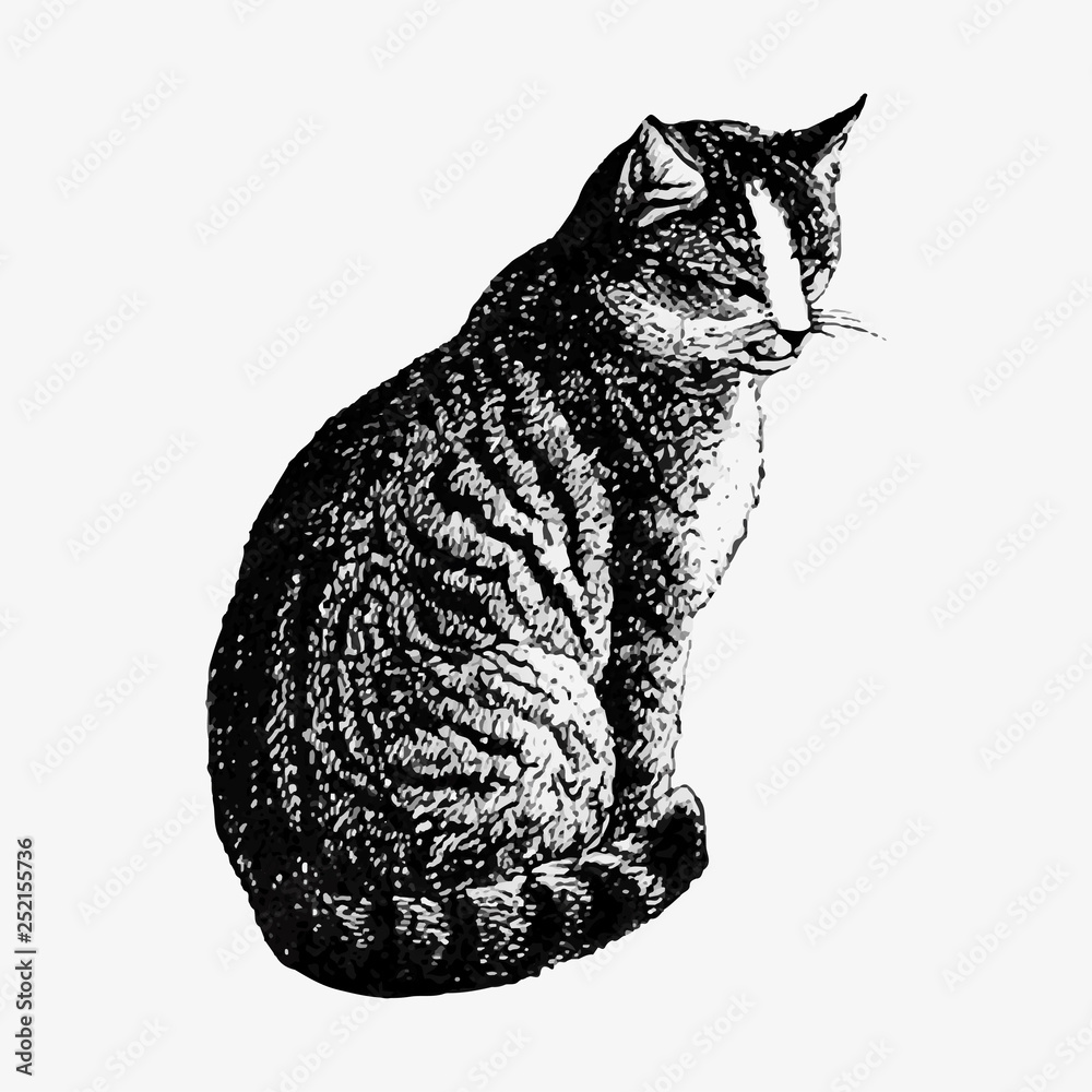 Pet cat vintage drawing