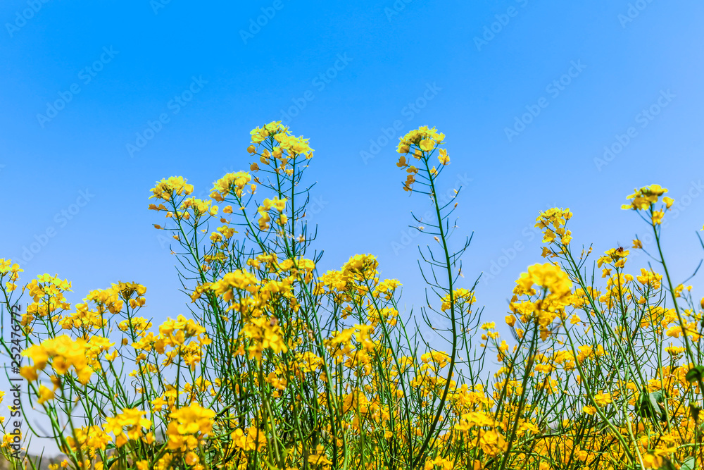 蓝色的天空和黄色的油菜花……