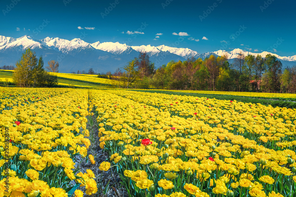 Yellow tulip field and high snowy mountains, Carpathians, Transylvania, Romania